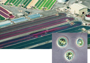 Astaxanthin: Feed supplement enhances pigmentation, health