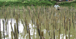 Periphyton-based tilapia-prawn polyculture