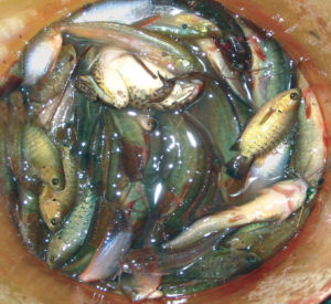 Self-recruiting species diversify polyculture systems