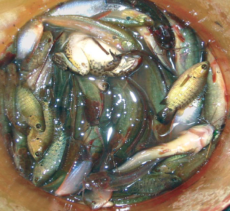 Article image for Self-recruiting species diversify polyculture systems