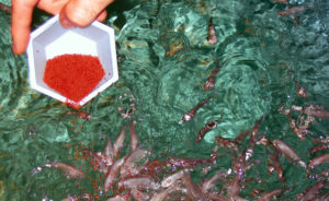 Antibiotics in aquaculture: Is responsible use possible?