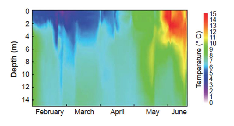 Article image for Water temperature, light affect swimming depth, schooling of caged salmon