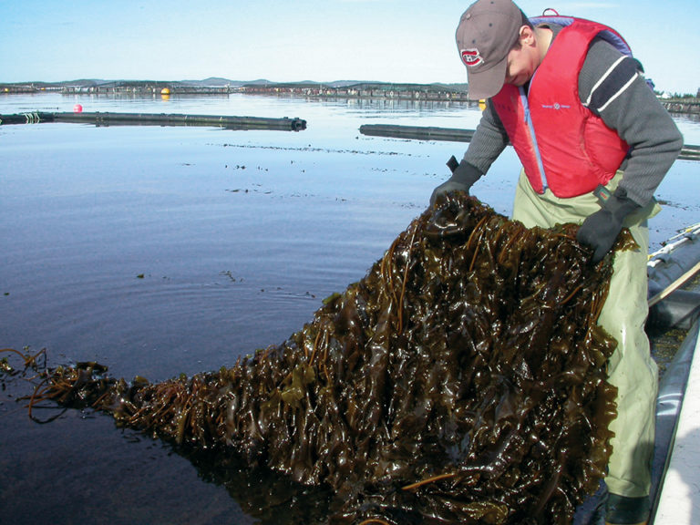 Article image for Enhanching sustainability with integrated multitrophic aquaculture