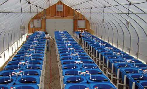 Article image for USDA marine aquaculture center breeds Atlantic salmon