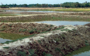 Growing pangus industry faces constraints in Bangladesh