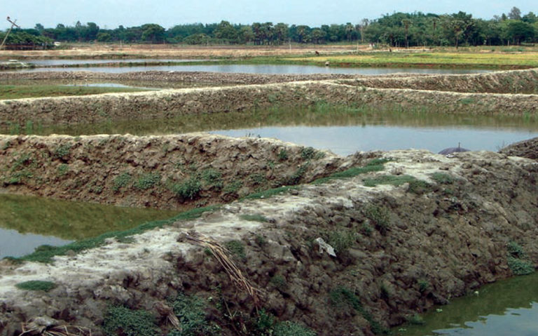Article image for Growing pangus industry faces constraints in Bangladesh