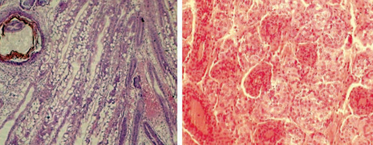 Article image for Loose shell syndrome causes low-level mortality in India’s black tiger shrimp