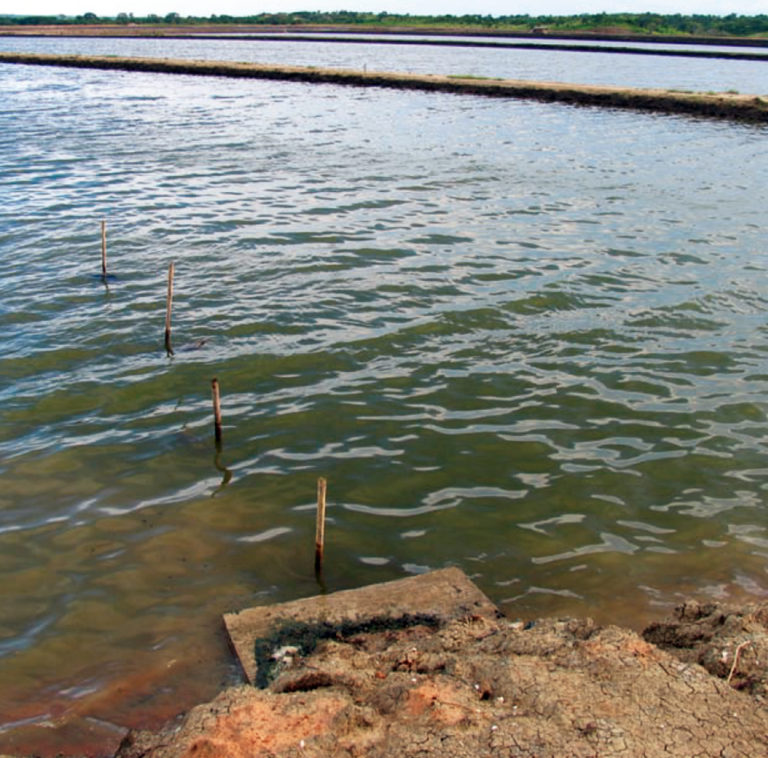 Article image for Nitrification an important process in aquaculture