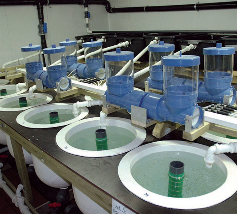 Article image for First commercial lobster culture module established in Norway