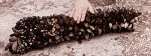 Post-harvest treatments defeat Vibrio vulnificus