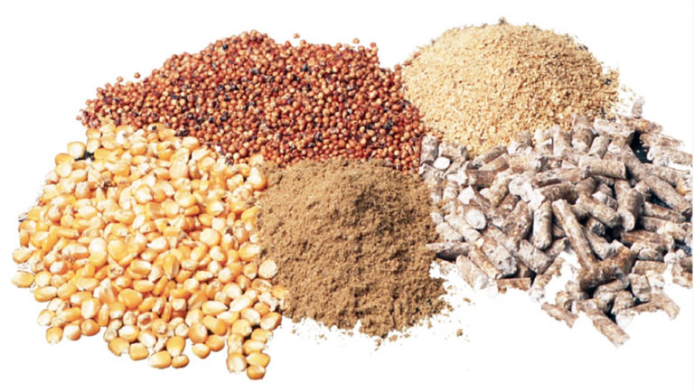 Article image for Increased ethanol production shifts feed industry grain use