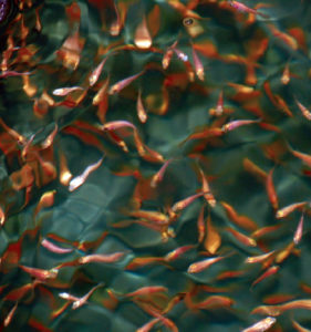 Tilapia vaccines: important disease prevention, biosecurity tools