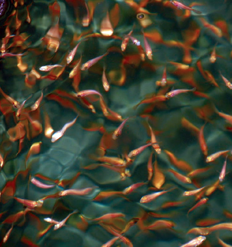 Article image for Tilapia vaccines: important disease prevention, biosecurity tools