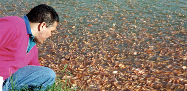 Article image for Nucleotide supplementation may offer health benefits in cultured fish