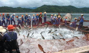 Freshwater fish culture in China