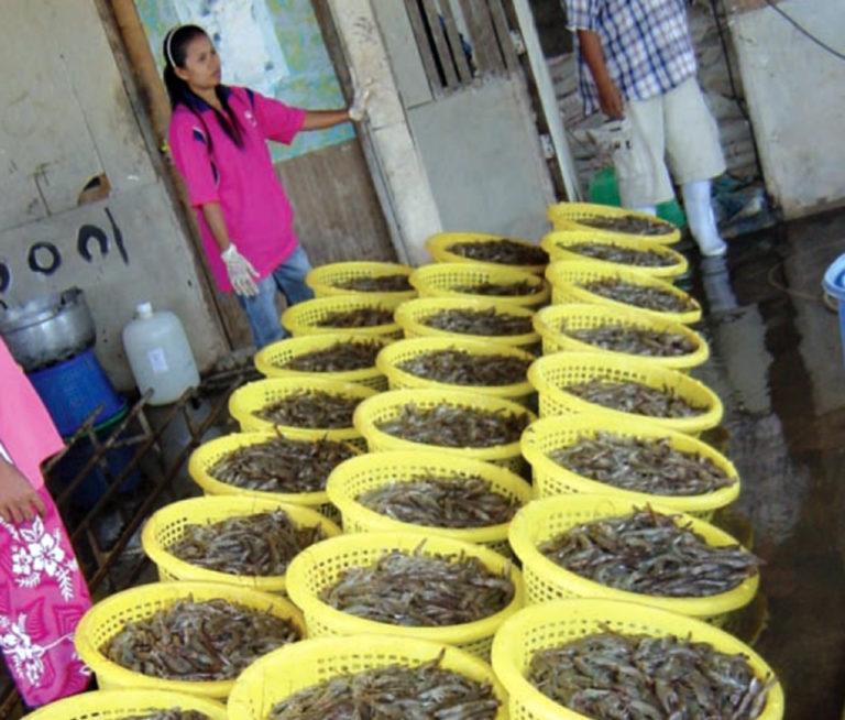 Article image for Thailand’s white shrimp revolution