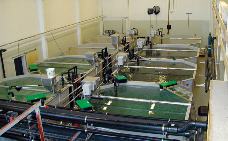 Article image for Clay particles an alternative water treatment in marine fish larvae tanks