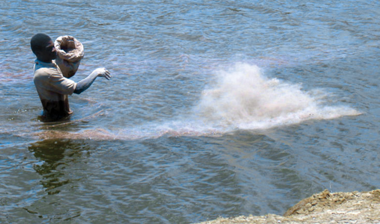Article image for Phosphorus: Key to phytoplankton management