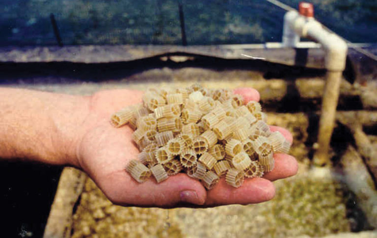 Article image for Persistent biofilms problematic in aquaculture, food processing