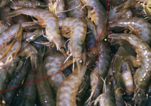Domestication of Pacific white shrimp revolutionizes aquaculture