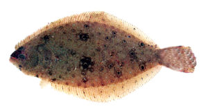 Olive flounder culture in South Korea