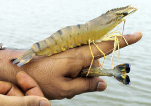 Salinity balance key to culture success