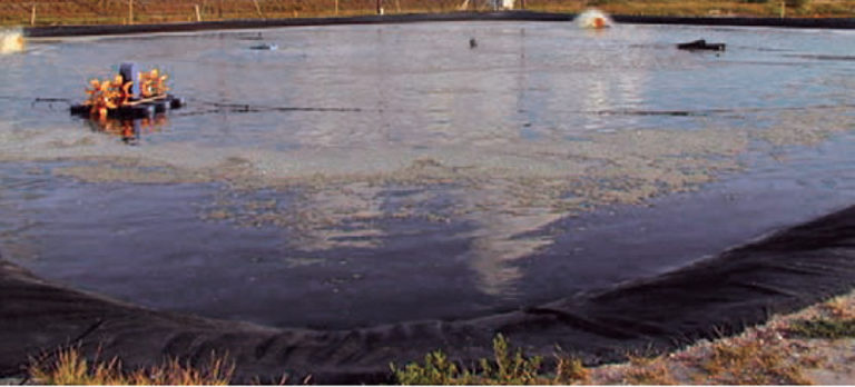 Article image for Probiotics found ineffective against Vibrio harveyi in limited-exchange shrimp pond survey