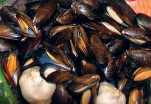 Pathogenic Vibrios in shellfish