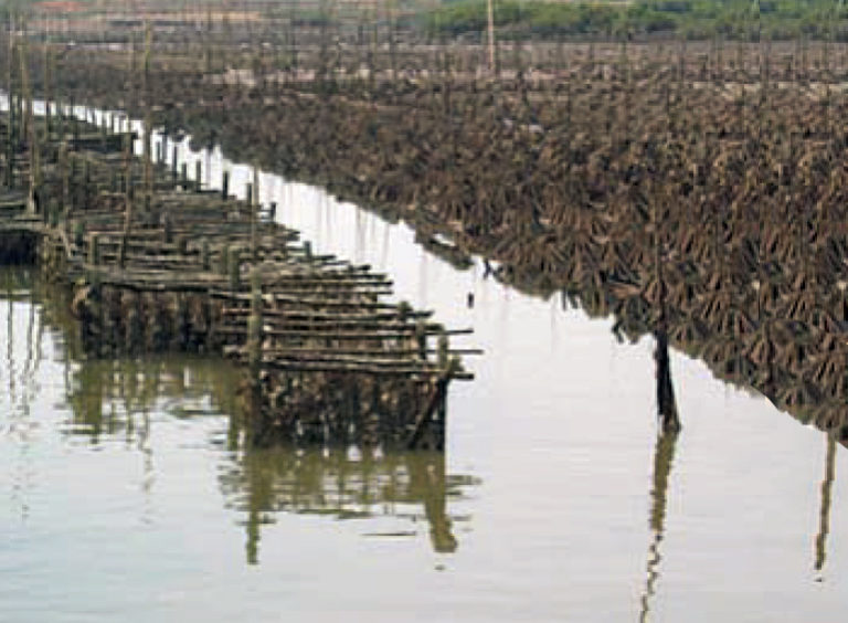 Article image for Molluscan seed production, hatchery development in China