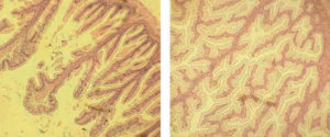 Nucleotide supplementation improves survival, production of white shrimp, tilapia in trials