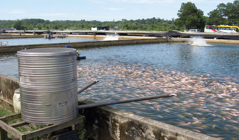 Article image for Food for thought: Feed management strategies, part 2