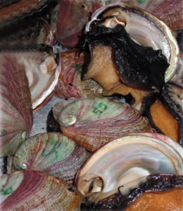 Red abalone morphology