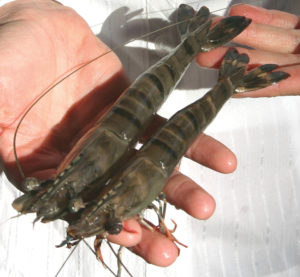 CSIRO research evaluates technologies to produce genetically protected, all-female shrimp