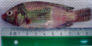 Disease management in tilapia