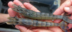 DNA fingerprinting: System for black tiger shrimp