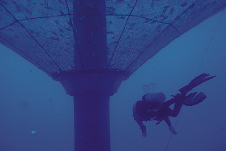 Article image for Net impacts: An argument for open-ocean aquaculture