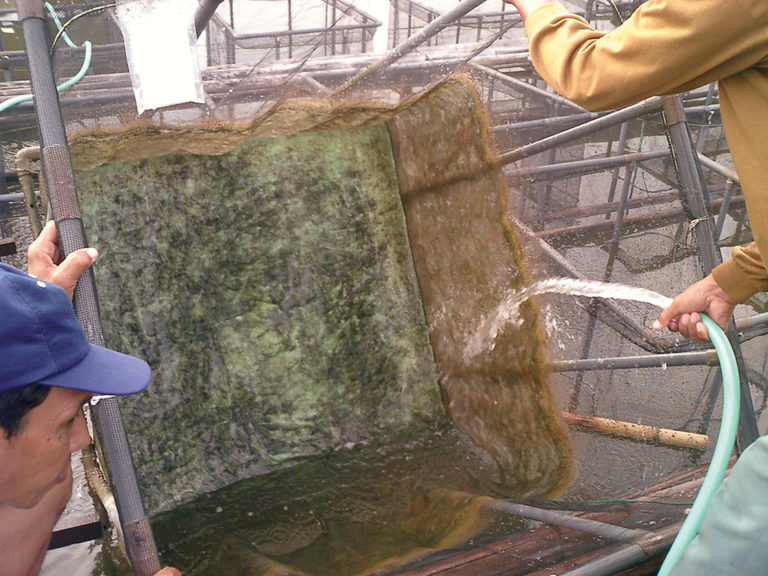 Article image for Shrimp feed trials find pen size matters