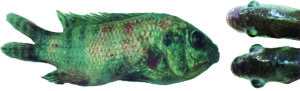 Bath immersion, booster vaccination strategy holds potential for protecting juvenile tilapia