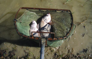 Snail control in fish ponds