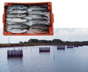 Marine fish culture in Brazil