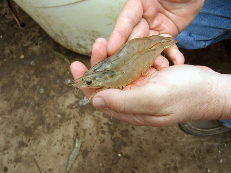 Article image for WSSV infection and molt stage