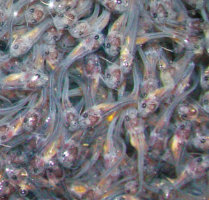 pH field measurements improve catfish fry survival