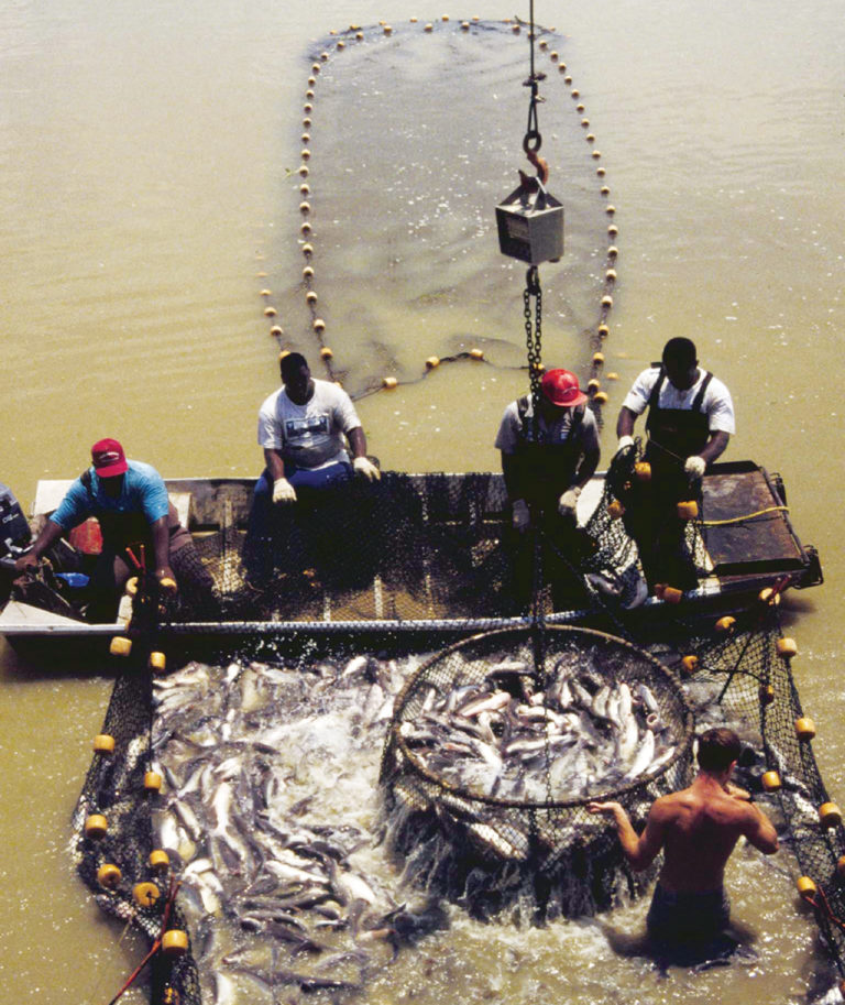 Article image for Maximizing channel catfish production