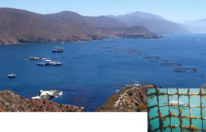 Tuna ranching in Baja California, Mexico