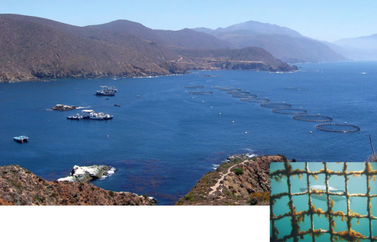 Article image for Tuna ranching in Baja California, Mexico