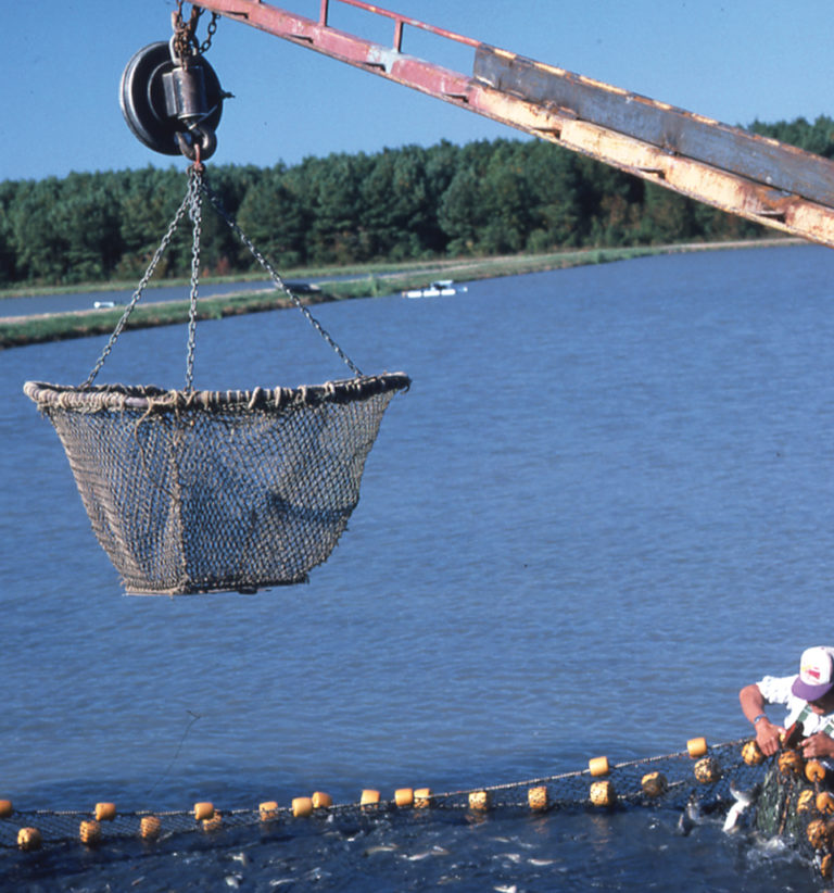Article image for Ultrasound tested in channel catfish production systems