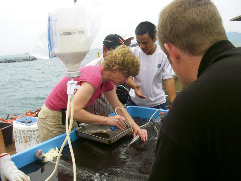 Article image for Fish vaccination: Success with salmon expanding