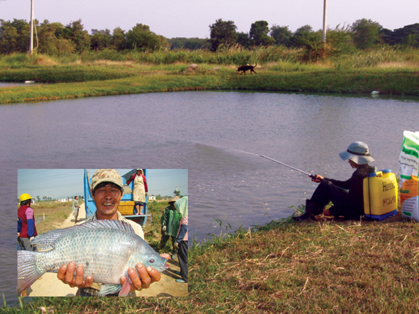 Article image for Fish, shrimp respond to pheromone-based feeding attractants