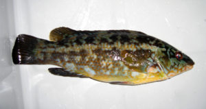 Ballan wrasse offer efficient, environmentally friendly sea lice control