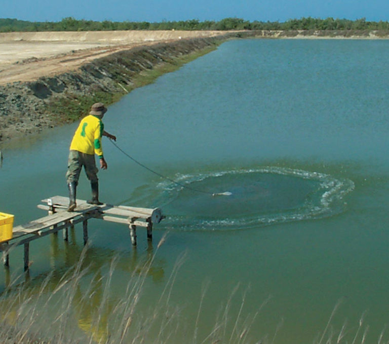 Article image for Fishmeal replacement in diets effective at shrimp farm trials